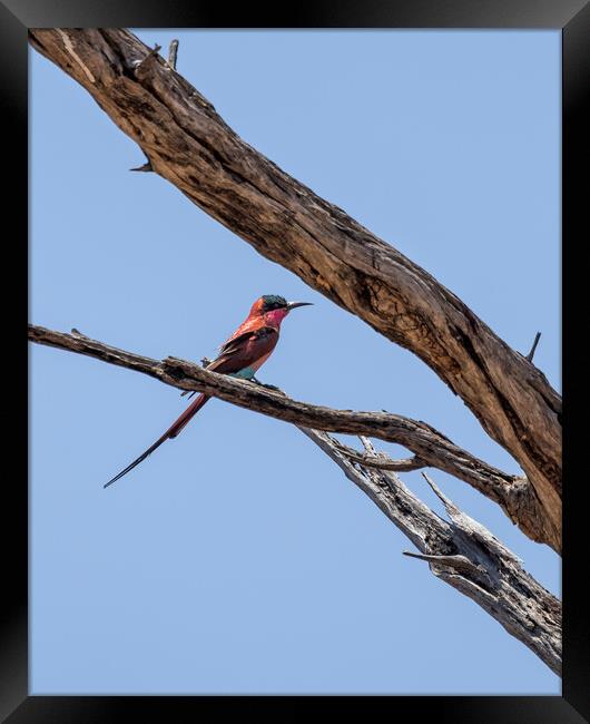 Southern Carmine Bee-eater at Mahango Game Reserve Framed Print by Belinda Greb