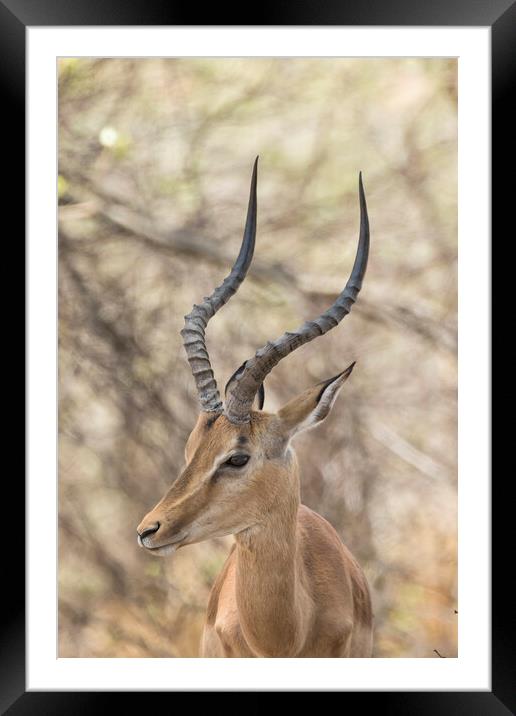 Common Impala Head and Horn Shot Framed Mounted Print by Belinda Greb