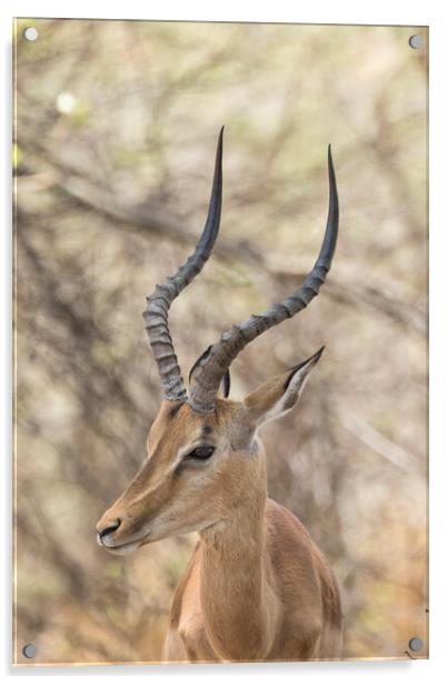 Common Impala Head and Horn Shot Acrylic by Belinda Greb