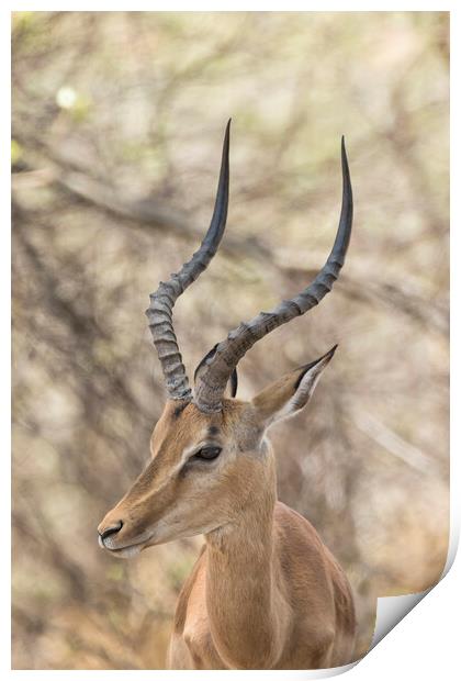 Common Impala Head and Horn Shot Print by Belinda Greb