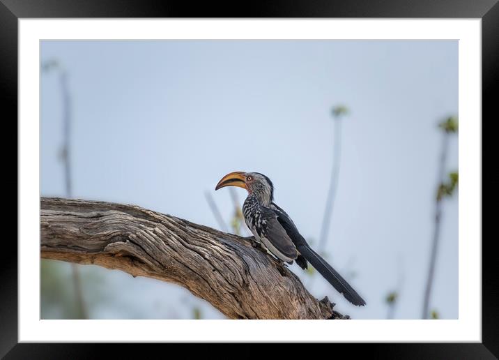 Southern Yellow-billed Hornbill on a Tree in Mahango Game Reserve, No. 2 Framed Mounted Print by Belinda Greb
