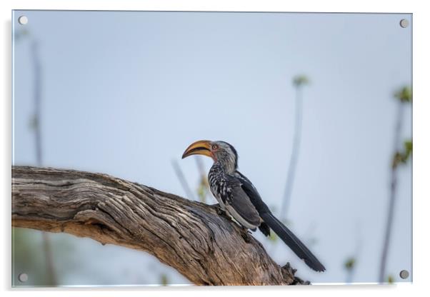 Southern Yellow-billed Hornbill on a Tree in Mahango Game Reserve, No. 2 Acrylic by Belinda Greb