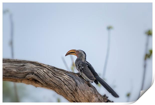 Southern Yellow-billed Hornbill on a Tree in Mahango Game Reserve, No. 2 Print by Belinda Greb