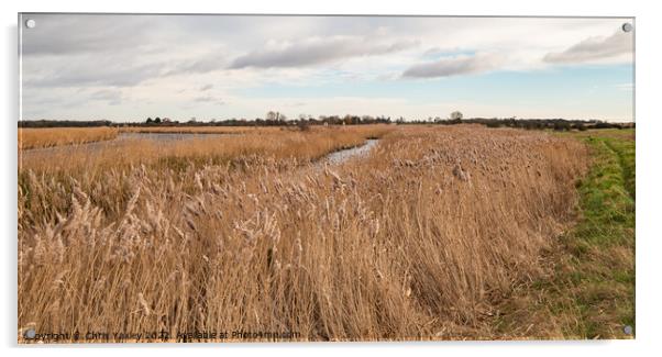 Norfolk marshland Acrylic by Chris Yaxley