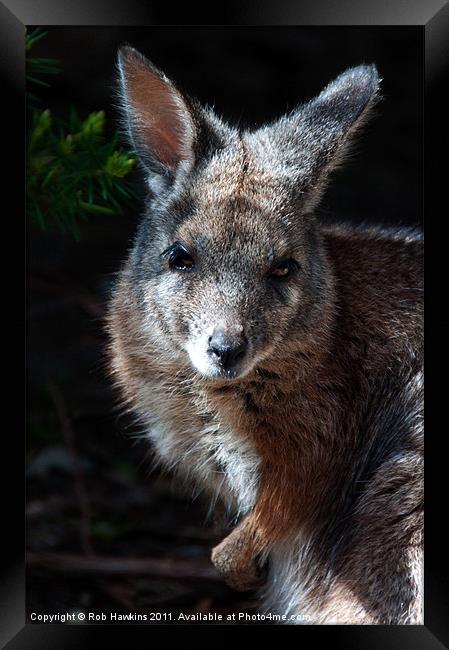 Portrait of a wallaby Framed Print by Rob Hawkins