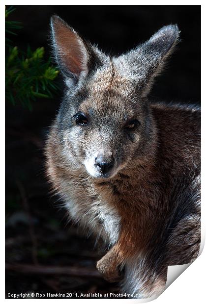 Portrait of a wallaby Print by Rob Hawkins