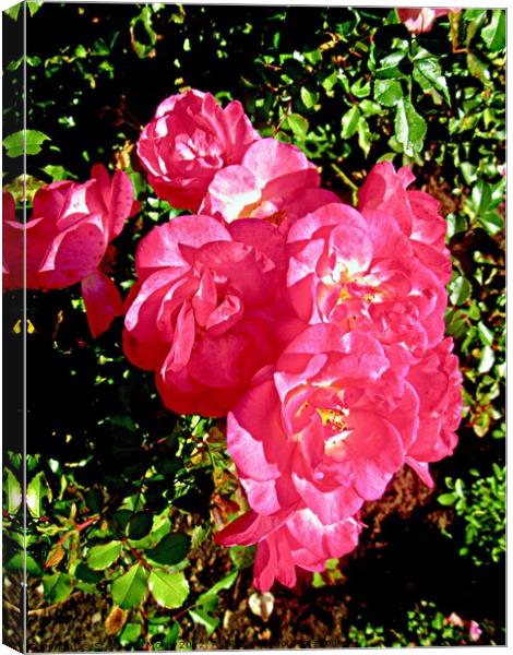 Pink roses Canvas Print by Stephanie Moore