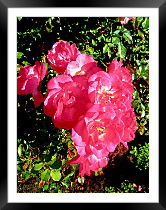 Pink roses Framed Mounted Print by Stephanie Moore