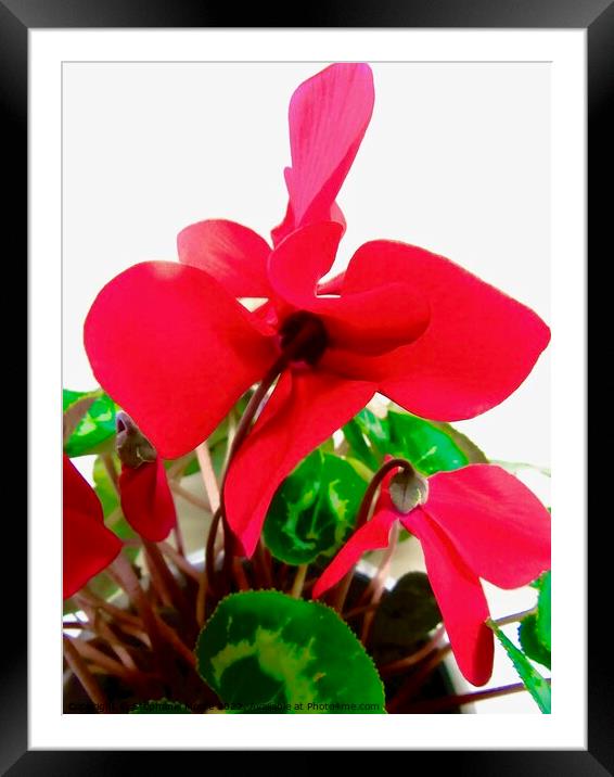 Cyclamen Framed Mounted Print by Stephanie Moore