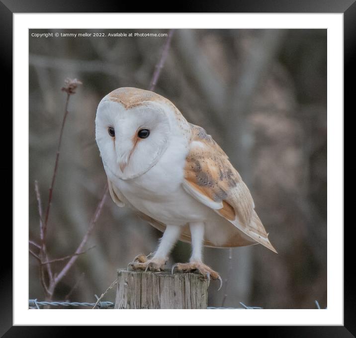 Majestic Barn Owl Perched on a Post Framed Mounted Print by tammy mellor