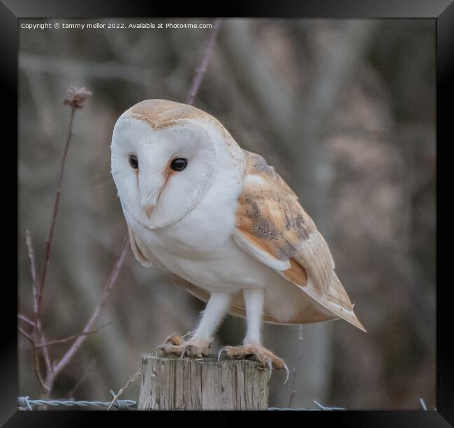 Majestic Barn Owl Perched on a Post Framed Print by tammy mellor