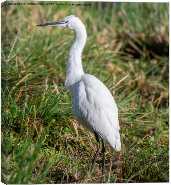 Majestic White Egret in Wetland Canvas Print by tammy mellor
