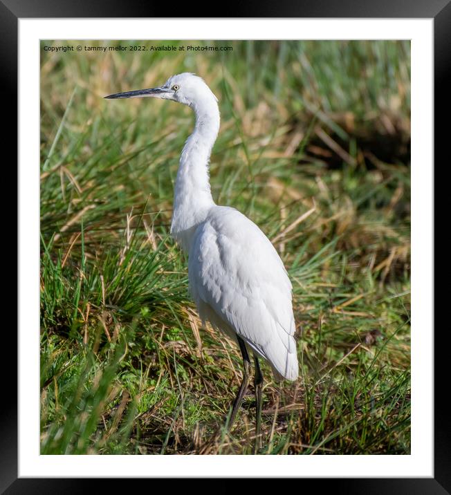 Majestic White Egret in Wetland Framed Mounted Print by tammy mellor