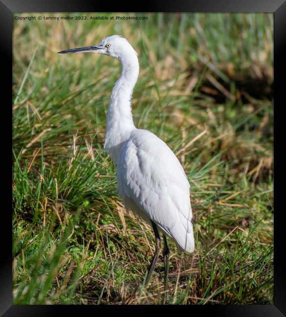 Majestic White Egret in Wetland Framed Print by tammy mellor