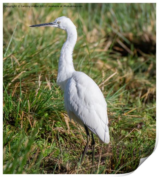 Majestic White Egret in Wetland Print by tammy mellor