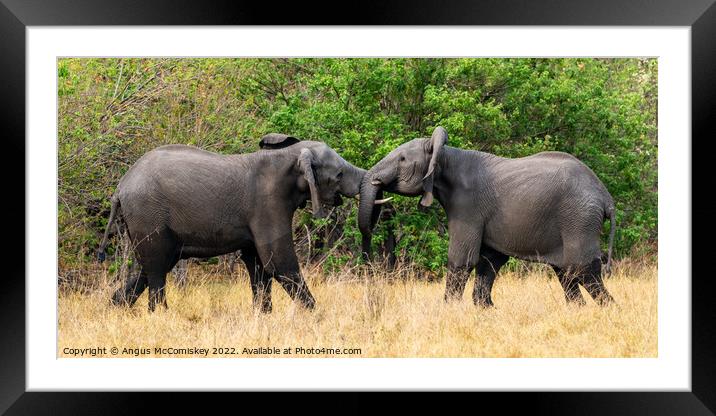 Sparring young African bull elephants Framed Mounted Print by Angus McComiskey