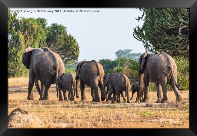 Family of elephants disappearing into bush, Uganda Framed Print by Angus McComiskey