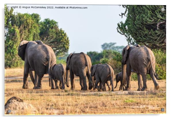 Family of elephants disappearing into bush, Uganda Acrylic by Angus McComiskey