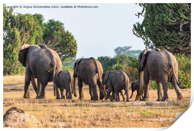 Family of elephants disappearing into bush, Uganda Print by Angus McComiskey
