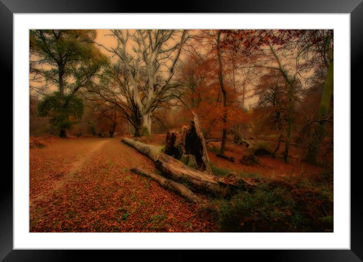 Autumn Forest Scene Framed Mounted Print by Derek Daniel