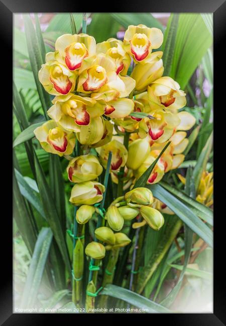 Yellow orchids Framed Print by Kevin Hellon
