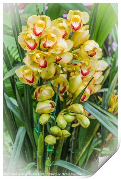 Yellow orchids Print by Kevin Hellon