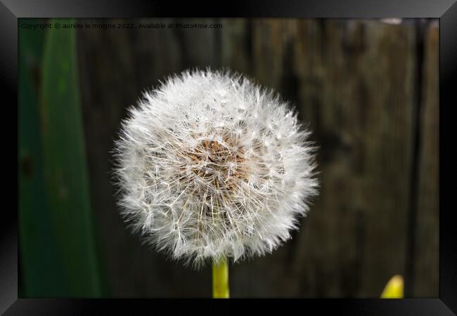 Dandelion clock in a garden Framed Print by aurélie le moigne