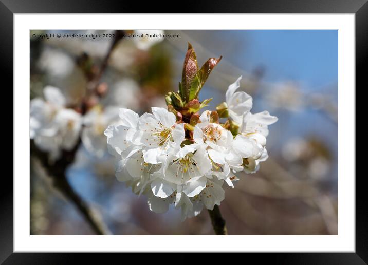 White flowers of cherry tree Framed Mounted Print by aurélie le moigne