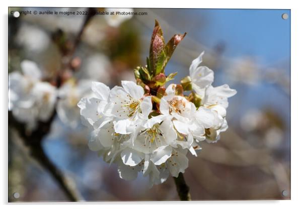 White flowers of cherry tree Acrylic by aurélie le moigne