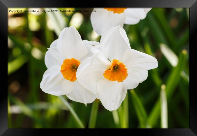 Daffodils in a garden Framed Print by aurélie le moigne