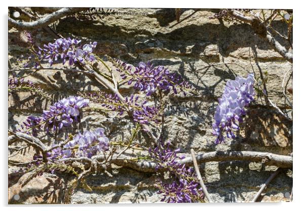Flowers of purple Wisteria Acrylic by aurélie le moigne