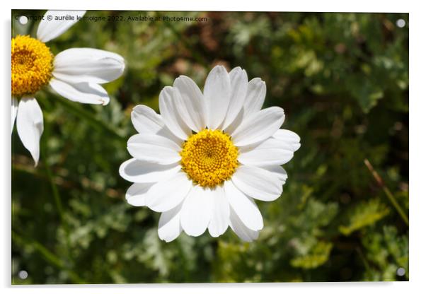 White flowers of ox-eye daisy Acrylic by aurélie le moigne