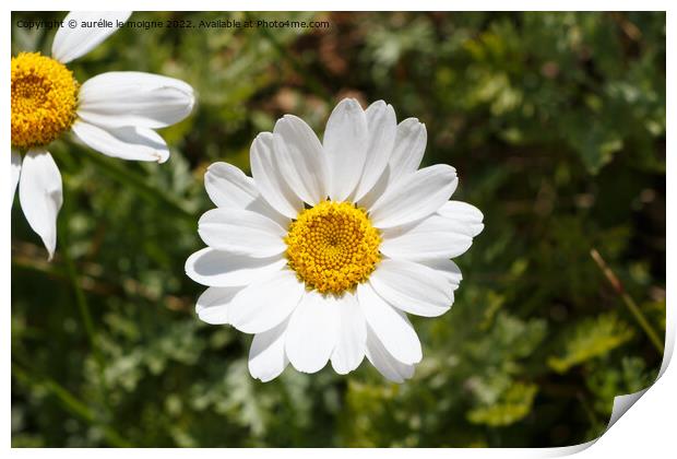 White flowers of ox-eye daisy Print by aurélie le moigne