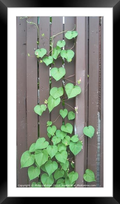 Vine on fence Framed Mounted Print by Philip Lehman