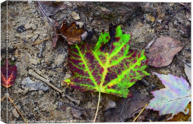 Vibrant Leaf Canvas Print by Philip Lehman