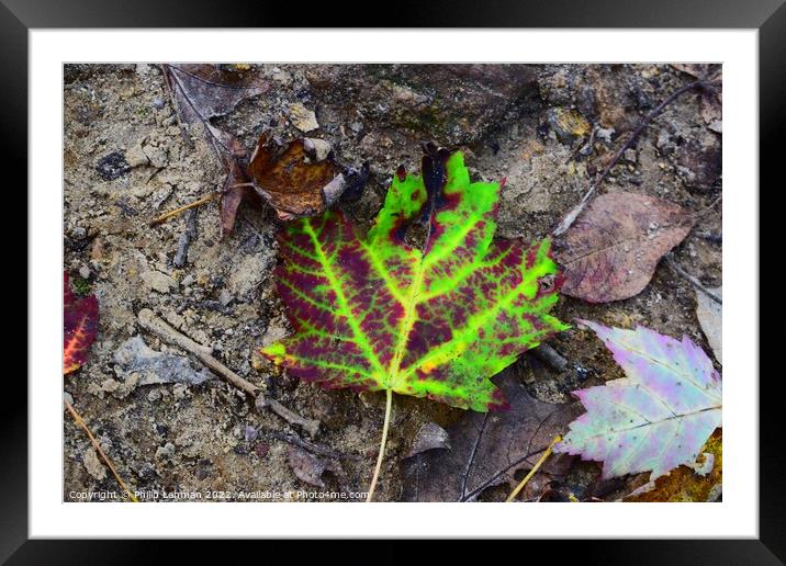 Vibrant Leaf Framed Mounted Print by Philip Lehman