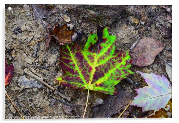 Vibrant Leaf Acrylic by Philip Lehman