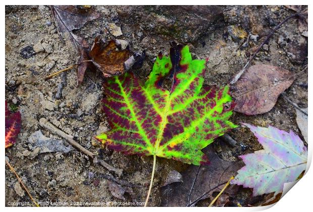 Vibrant Leaf Print by Philip Lehman