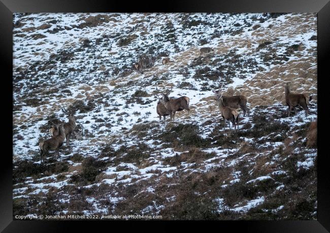 Red Deer Stags, Scottish Highlands, Sutherland, Scotland, 2019 Framed Print by Jonathan Mitchell