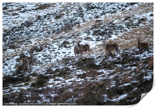 Red Deer Stags, Scottish Highlands, Sutherland, Scotland, 2019 Print by Jonathan Mitchell