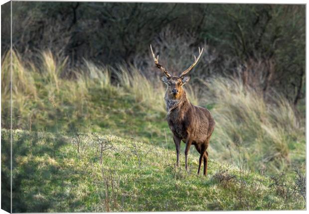 Sika Deer Stag. Canvas Print by Colin Allen
