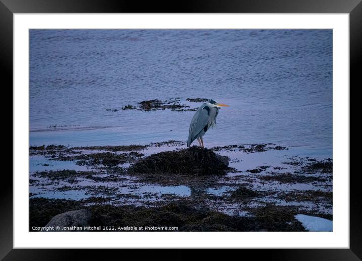 Grey Heron ( Ardea cinerea ), Loch Fleet, Sutherland, Scotland, 2019 Framed Mounted Print by Jonathan Mitchell