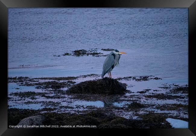 Grey Heron ( Ardea cinerea ), Loch Fleet, Sutherland, Scotland, 2019 Framed Print by Jonathan Mitchell