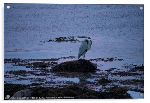Grey Heron ( Ardea cinerea ), Loch Fleet, Sutherland, Scotland, 2019 Acrylic by Jonathan Mitchell