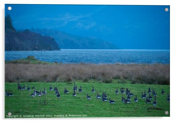 Greylag Geese, Kyle of Sutherland, Scottish Highlands, Scotland, 2019 Acrylic by Jonathan Mitchell