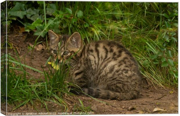 Scottish Wildcat Kitten Canvas Print by Jonathan Mitchell