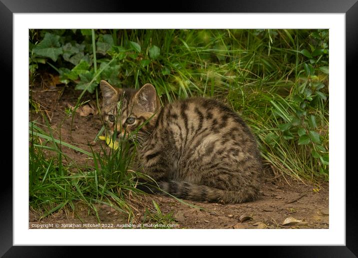 Scottish Wildcat Kitten Framed Mounted Print by Jonathan Mitchell