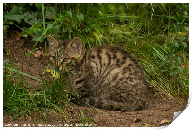Scottish Wildcat Kitten Print by Jonathan Mitchell