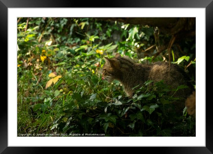 Scottish Wildcat ( Felis silvestris silvestris ) Framed Mounted Print by Jonathan Mitchell