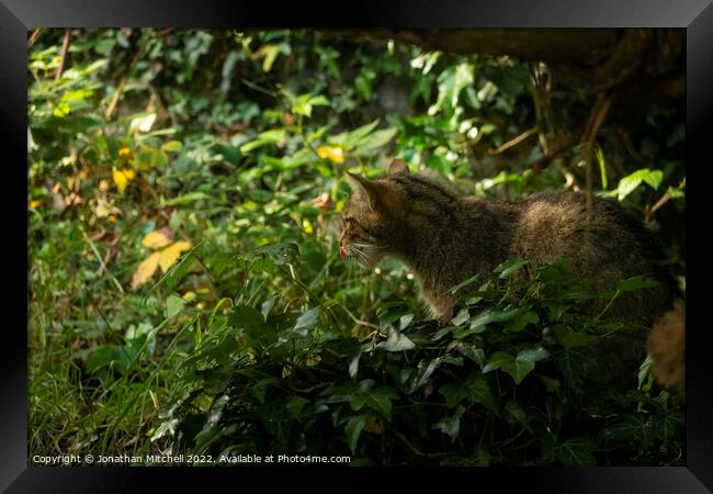 Scottish Wildcat ( Felis silvestris silvestris ) Framed Print by Jonathan Mitchell